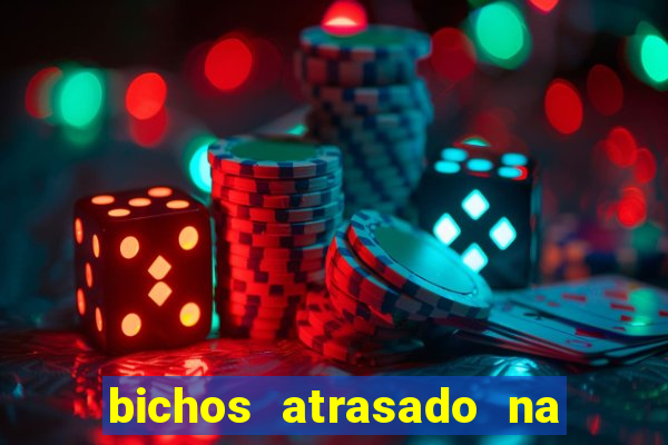 bichos atrasado na loteria dos sonhos